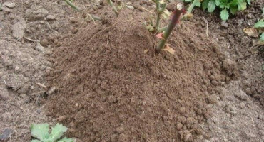 Kdy a jak prořezávat liatris v přípravě na zimu, metody přístřešku